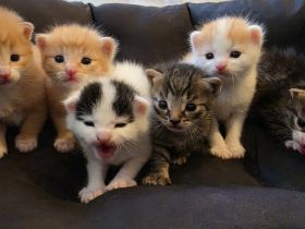 6 zuckersüße Maine Coon Mix Kitten abzugeben (Geb. 30.06.)
