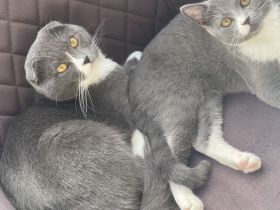 Bkh Katze