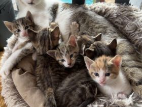 Kitten suchen ein neues Zuhause 🏠❤️