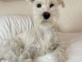 Mini Schnauzer Junge