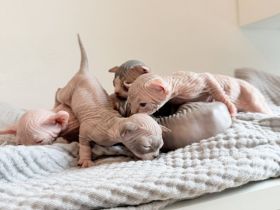 Sphynx kitten