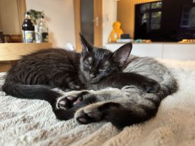 2 Kitten suchen dringend ein neues zu Hause ab sofort