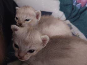 Singapura Kitten Kätzchen Katze