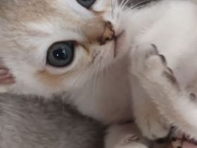 Singapura Kitten Kätzchen Katze Kater
