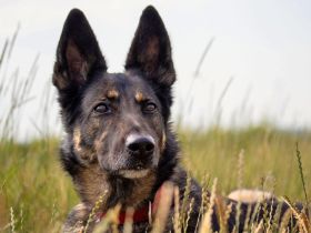 Kiana in 67550 Worms sucht ihr FĂĽr-immer-Zuhause