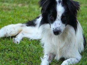 Peppermint Patty auf Pflegestelle in 92364 Deining sucht ihr Für-immer-Zuhause