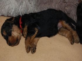 Welsh Terrier Welpen
