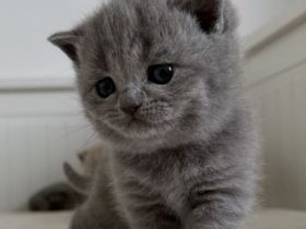 BKH reinrassige Kitten in blau, lilac Britisch Kurzhaar Katzen