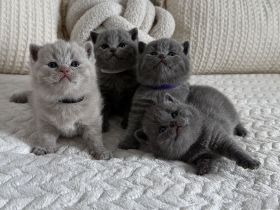 BKH reinrassige Kitten in blau, lilac Britisch Kurzhaar Katzen