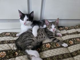 Noch 2 Kitten männl. Weibl. Katzenbaby
