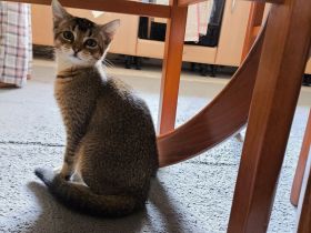 Süßes, verspieltes Katzenmädchen (ab sofort abzugeben)