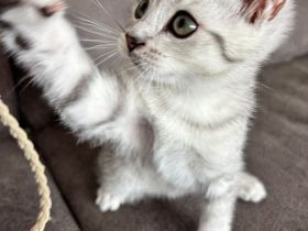 Drei süße BKH Siam Mix Kätzchen Kitten