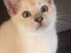 Drei süße BKH Siam Mix Kätzchen Kitten