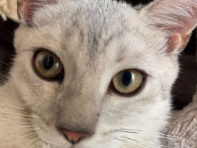 Drei süße BKH Siam Mix Kätzchen Kitten