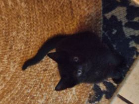 Kitten abzugeben