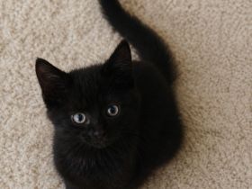 Kitten abzugeben