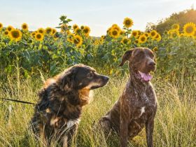 Welpen Dogge-Boxer + Schäferhund-Labrador-Mix