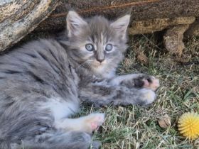 Wunderschöne Maine Coon Kitten