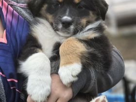 Australian Shepherd Welpe Abgabebereit