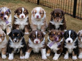 Australian Shepherd Welpen