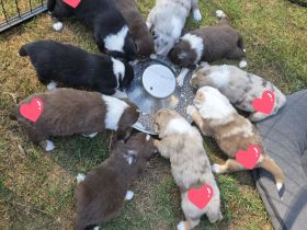 Australian Shepherd Welpen