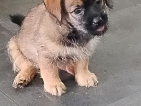Zuckersüße 1 Havaneser Shih Tzu Mix Welpen