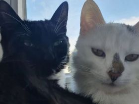 Zwei liebevolle Hauskatzen suchen gemeinsam ein neues Zuhause