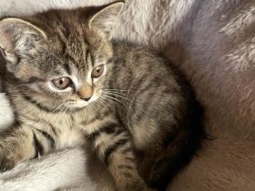 Reinrassige BKH Kitten abzugeben.