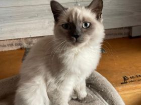 Reinrassige BKH Kitten abzugeben.
