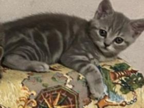 Reinrassige BKH Kitten abzugeben.
