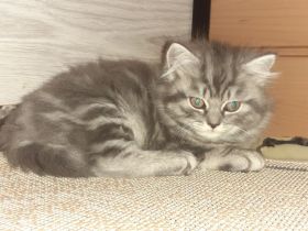 Reinrassige BKH Kitten abzugeben.