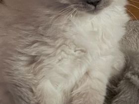 Reinrassige BKH Kitten abzugeben.