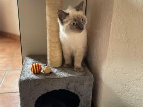 Reinrassige BKH Kitten abzugeben.