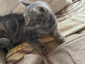 Reinrassige BKH Kitten abzugeben.