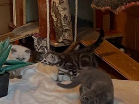 Reinrassige BKH Kitten abzugeben.