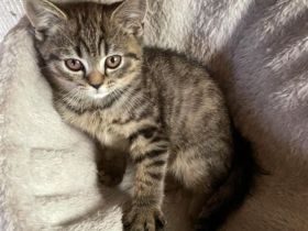 Reinrassige BKH Kitten abzugeben.