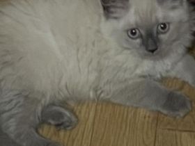 Reinrassige BKH Kitten abzugeben.