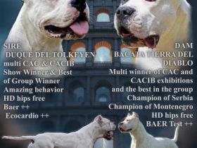 Dogo Argentino Welpen – Exzellenter Wurf