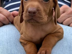 Magyar Vizsla Welpen mit Ahnentafel