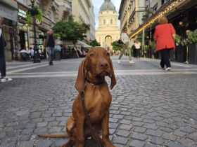 Magyar Vizsla Welpen mit Ahnentafel