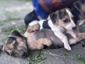 Jack Russel-Dackel Welpen suchen ein Zuhause