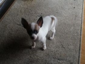 Chiwawa mix