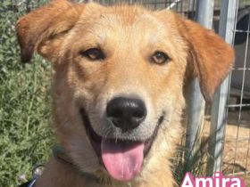 Amira, 01/25 - Sonnenscheinchen sucht Familie