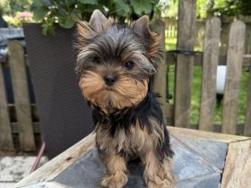 Bildschöne Yorkie Rüden