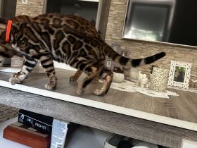 Traumhafte Bengal katerchen