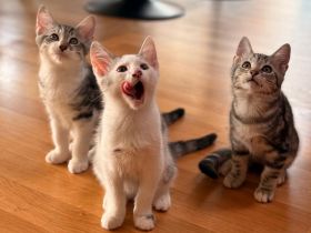 Wunderschöne Norwegische Waldkatze Mix Kitten suchen liebevolles zu Hause