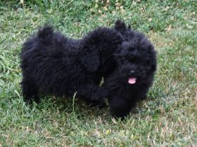 Puli
