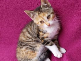 Verschmuster kleiner Kater 3 Monate alt braun-schwarz-weiß