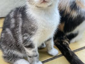 BKH-MIX Kater