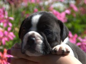 Continental Bulldog Welpen vom Zwieseltal